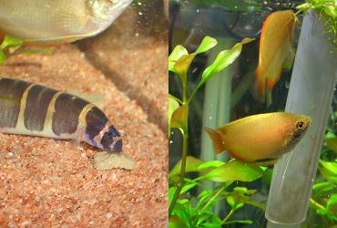 ゴールデンハニードワーフグラミー、クーリーローチ