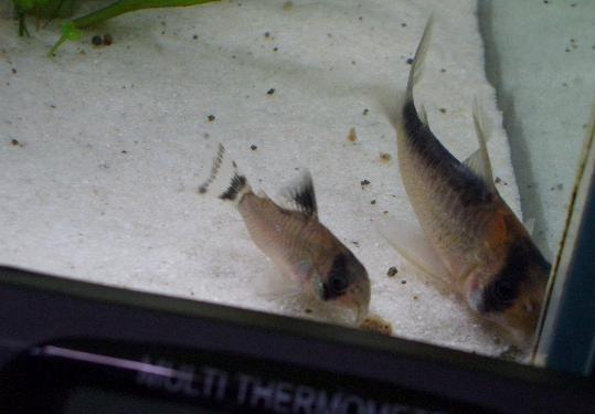 新入りオイヤポクさんとアドルさん 8,16