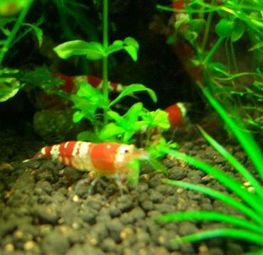 赤虫を食べるビーさん 2.24
