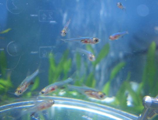 ラスボラ・アクセルロディ・ブルー 8,16