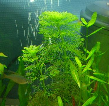 ジャイアント・アンブリア 2.23