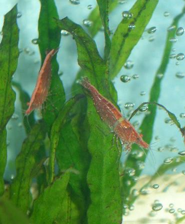 チェリーシュリンプ 8.29