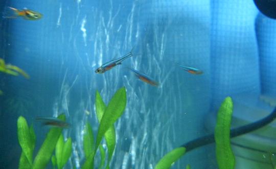 水槽の中のラスボラ・アクセルロディ・ブルー 8,16