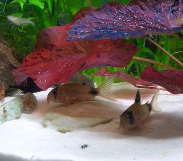 コリたちはロータスがお気に入り 2.23