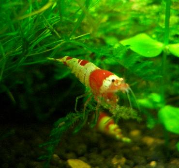 赤虫を食べる日の丸もどき 2.24