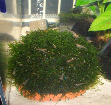 エビ水槽のウィローモスマット