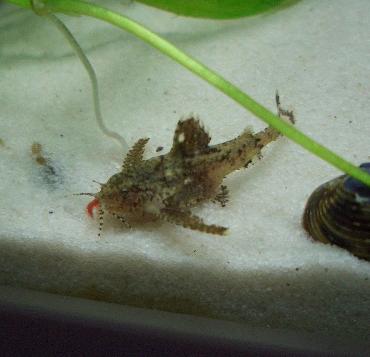 赤虫大好きハラハラさん 1.5
