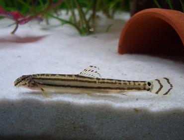 シマシマくっきりスジシマさん 2.23