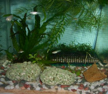 メダカ水槽のウィローモスマット