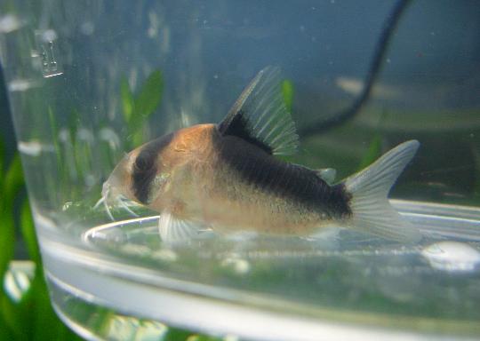 デュプリカレウス　8,16