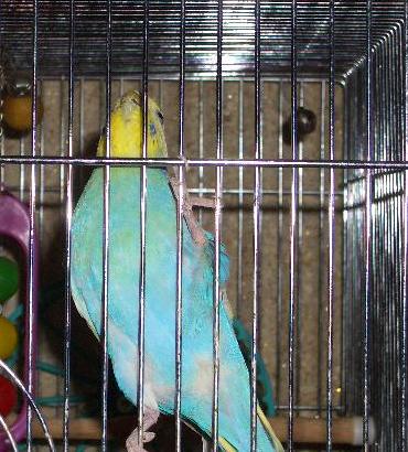 コマ（セキセイインコ）