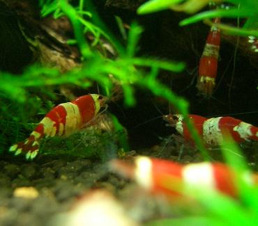 抱卵ビーさん 1.29