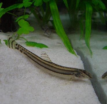 シマシマくっきりスジシマさん 2.23