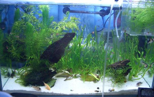コリドラス水槽 8,16