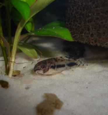 ヒレが再生してきたハブロくん 10.22