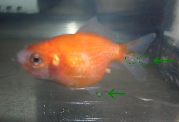 白点病 クロオくん 11.24