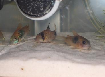 コリドラス 6.24a