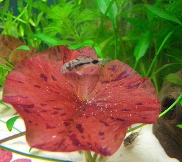 ハブロさんのベットも健在 2.23