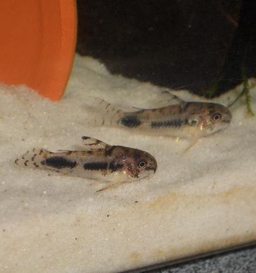 ハブロースス 10.19