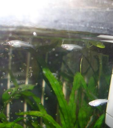 赤虫を食べる稚メダカ 8.17