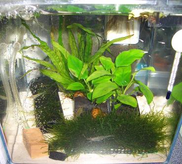 エビ水槽 6.4