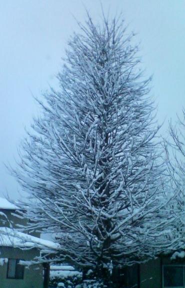 木に積もった雪 1.24