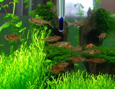 ボララス・マキュラータ、ブリジッタエ、ミクロス・レッド