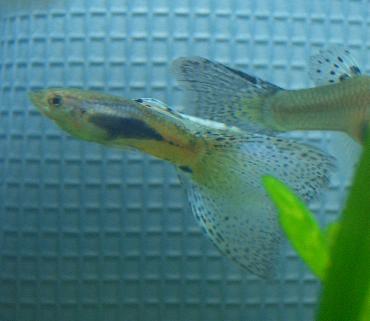 ブルーグラスグッピー