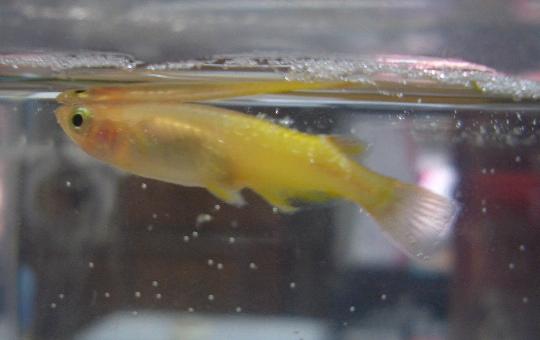 病気の楊貴妃メダカ　8,6