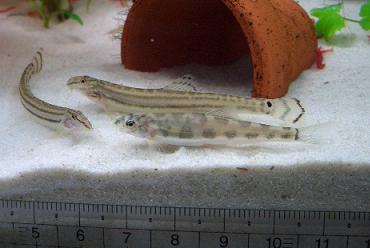 ポルカドット・ローチ、スジシマドジョウ