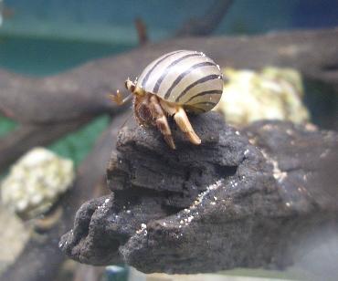 木登り大好き紅葉（くれは） 1,6