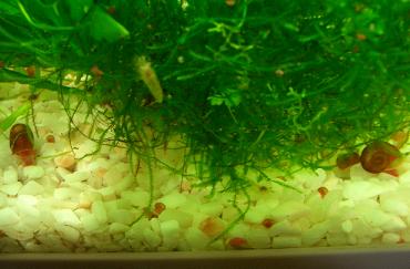 爆殖中のレッドラムズさん 2.23