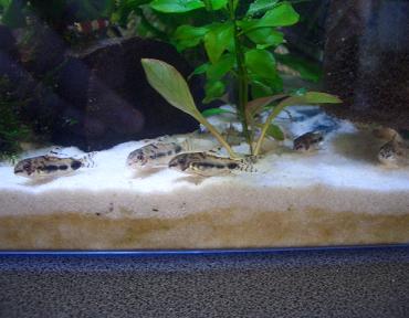 ５匹並んだハブロ君 10.28