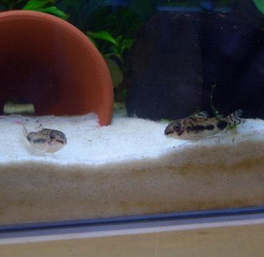 太めなハブロ君 11.3