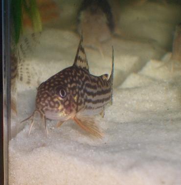 ステルバイ 10.23