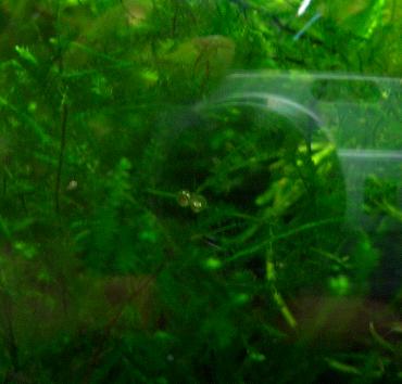 金魚鉢のメダカの卵 10.31