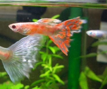 アルビノグッピーさん 2.23