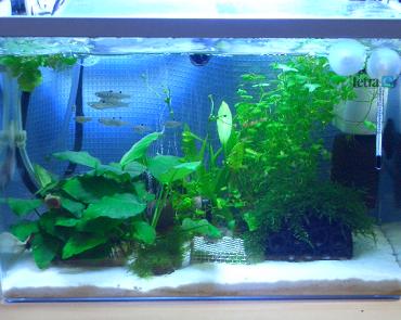 レイアウト変更後のコリ水槽 10.24