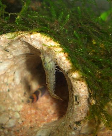 アルジー・ライムシュリンプ 10.23