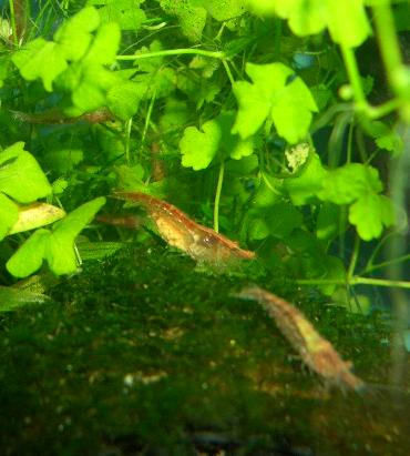 抱卵チェリー 11.24