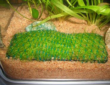 リシアマット作成 10.23