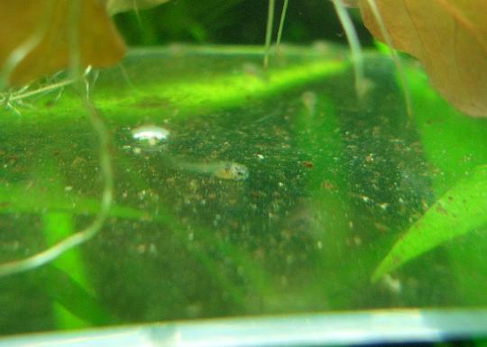 デュプリカレウスさんの稚魚 12,27