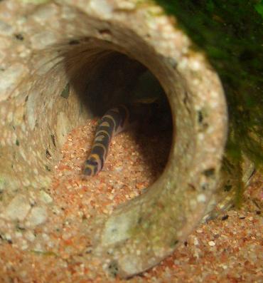 クーリーローチのシンちゃん 10.23