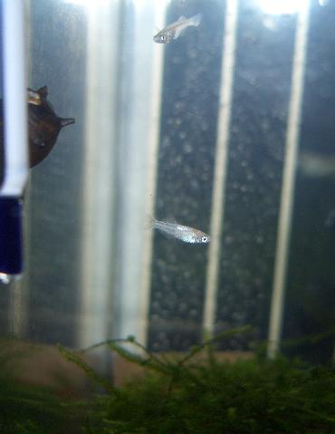ヒカリメダカの稚魚 6.17