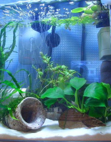 ロタラ・インディカのトリミング