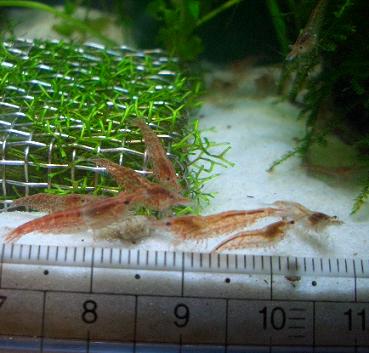 チェリーたち 11.5