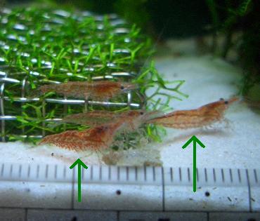 稚チェリーさんの雌雄判別 11.5