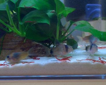 赤虫を食べるコリ 8.1