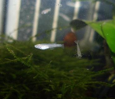 稚エビと稚魚 6.17