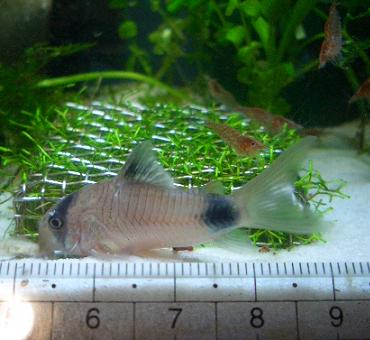 チェリーさんを蹴散らして餌を食べるパンダさん 11.5